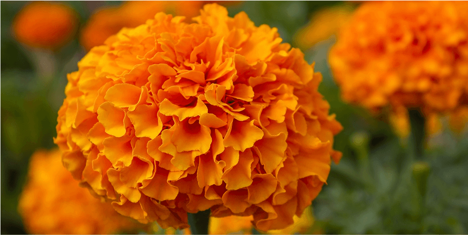 Marigold