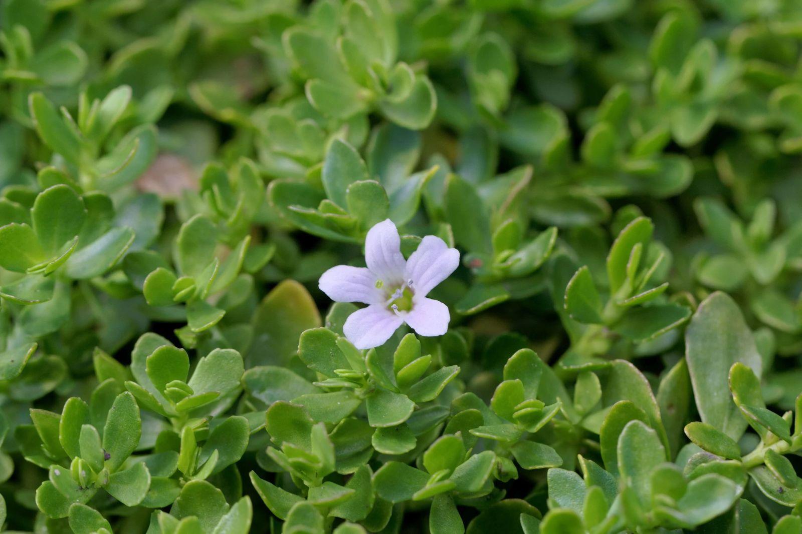 Bacopa